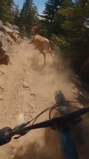 Cyclist Nearly Hits a Deer on a Mountain Trail. Close Call