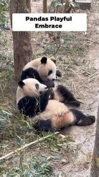 Cute Pandas Playfully Cuddle and Relax Together