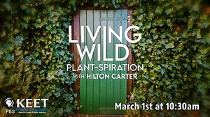 Discover the art of creating stunning indoor greenery, with acclaimed plant influencer, author, and interior stylist Hilton Carter. With his infectious passion for greenery, creativity, and plant-filled wisdom, Hilton provides a wonderful opportunity to delve deeper into the world of plants. Viewers will learn how to bring their space to life with Hilton’s best plant-care tips, including selection, placement, propagation, and styling. TOMORROW (March 1st) at 10:30am on KEET-TV and the Livestream