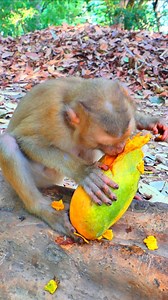 Sweet Ethan enjoy mango #monkeys #animals #fypシ #adoring #babymonkey #wildmonkey #fypシ゚viral #primate | The Monkey Drama