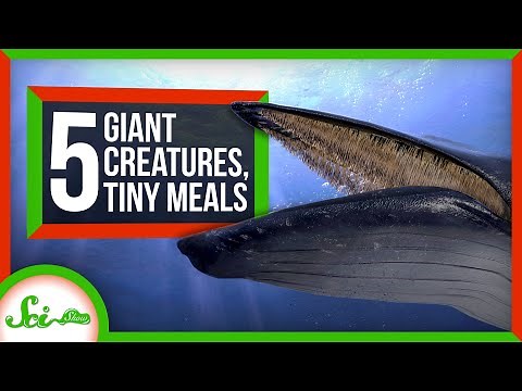 How Giant Creatures Eat Tiny Meals: 5 Fabulous Filter Feeders