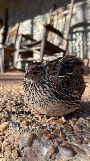 Sometimes simple is perfect. | Thieving Otter Farm