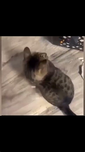 CAT 9 #cat #funnycats #catlove