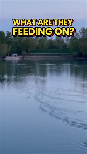 Understanding Carp Feeding Habits