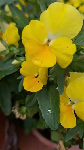 fiori in giardino "la viola del pensiero"🏵🏵