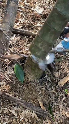 Electric Tree Cutting Machine | Fast & Satisfying Wood Cutting#TreeCutting#ElectricSaw#PruningSaw