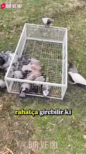 He Realized That Huge Mistake in the Cage at the Last Second! 😱🚨