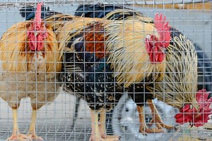 5 Chicken Wire Options for Your DIY Chicken Coop