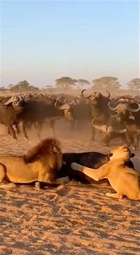 Lions Surrounded by Bulls – Escape or Fight?