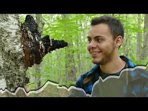 Forever Wild Chaga: The Unfiltered Ecological Truth about Nature's most Enigmatic Fungus