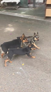 Chú Chó Dễ Thương đang Làm Gì?