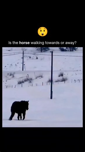 The Explainer on Instagram: "The "horse walking" illusion is a classic example of bistable perception—a phenomenon where an ambiguous image provides the brain with two equally valid interpretations, but the visual system can only "render" one at a time. Because the horse is typically shown in high-contrast silhouette (often black against white snow), the brain lacks essential depth cues like shadows or 3D texture. Without these, the motor system doesn't know if the horse's silhouette is turning 