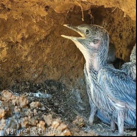 2M views · 33K reactions | Nature Bird Life, review mother bird, baby birds, little birds, bird nest life P179 #birdlovers #babybird #relax #holidays #birdsofinstagram #birdsounds #littlebird #bird #birdlife #nature #babybird #naturelover #birdwatching #motherbird #wildlife #viralvideo #reviewbirdnest #birdphotography #birdnest #lifewithbirds | Nature Bird Life | Facebook