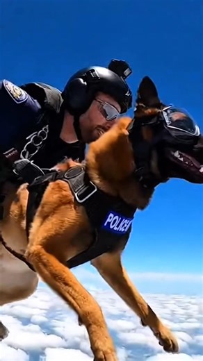 Real Police K9 Skills in Action 🐕‍🔥 #k9training #malinois #viral #k9life #k9unit #wildlife #shorts