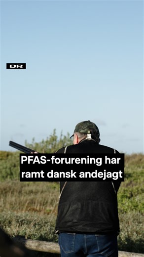 Der er forbud mod jagt på vilde andefugle flere steder på den jyske vestkyst. Fuglene vurderes nemlig at være så forurenede med PFAS, at deres kød er farligt at spise. Det huer ikke den lokale jagtforening i området omkring Harboøre Tange. Nu må de kun jage duer af ler. Du kan få hele historien i det nyeste afsnit af Jorden Kalder – DR’s program om klima, natur og dyr. Du kan se det nu på DRTV. | DR Nyheder