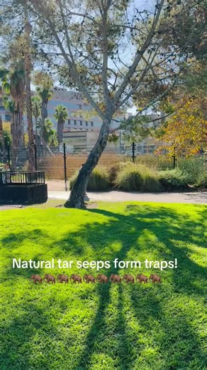 Unveiling La Brea: The Extraordinary Tar Pits of Los Angeles