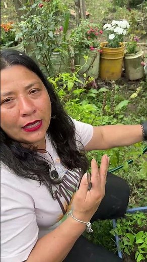 This is how I grow pitahaya with good conditions and even better results.