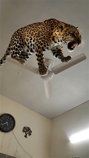 Leopard attack to my ceiling fan but I don't make it