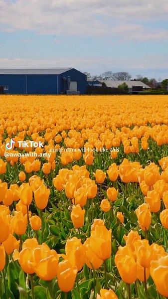 Discover Tulip Season in the Netherlands: Your Travel Guide