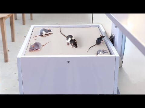 Mouse Trap Using Industrial Plastic Sheets & Cardboard