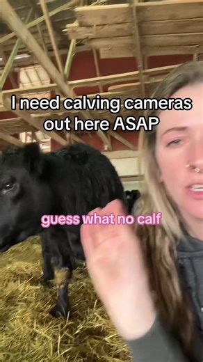 If youve used either cameras for your barn, i would love to hear your thoughts before I commit to one or the other! #calving #barncameras #cows