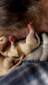 Mom and Puppies doing OK after an emergency C-section at the ER vet last night. Owner couldnt afford emergency care so we stepped in. Mom has been spayed and puppies were signed over to Camo. One of the puppies is weak and congested and having troubles latching on so we hope that he will make it.❤️‍🩹 Thanks for your help. To donate, CAMO is a 501c3 small breed rescue that saves the most needful, neglected and those with the greatest medical needs. Donations online at www.camorescue.com OR - Pay