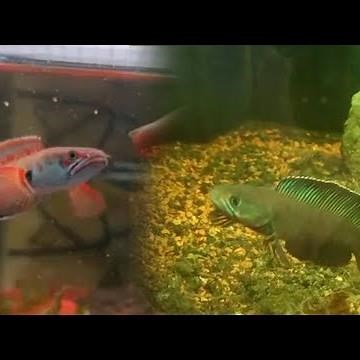 Training all kind of Channa fish feeding and reflex with glass!