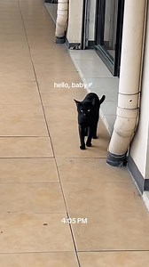 Heaven gained the sweetest angel 🖤 Run free over the rainbow bridge, my baby Dino 🌈🐾 You’ll always be the best cat. I miss you so much. I’m waiting here for you. Please come back, i love you so much. 🖤 #fyp #cat #baby | Jeniffer Macaraeg