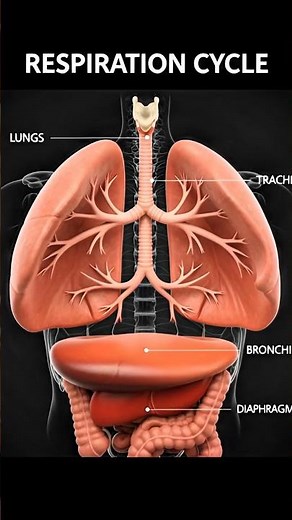 Respiration Cycle – Human Respiratory System Diagram