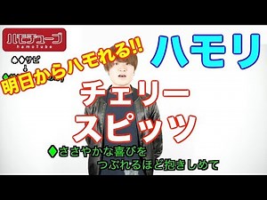 【男女でハモる】チェリー / スピッツ【アカペラ】 『ハモリ練習用』