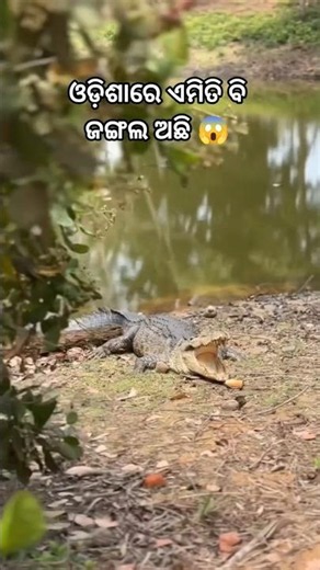 😱 ଏଇ jungle ରେ 2000 କୁମ୍ଭିର ମାନଙ୍କ ରାଜ ଚାଲେ !! ଆପଣ ଜାଣିଲେ ଆଶ୍ଚର୍ଯ୍ୟ ହୋଇଯିବେ