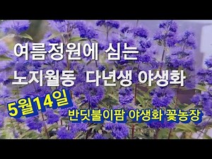 5월에 정원에 심는 노지월동 다년초 야생화 꽃나무들 소개합니다 010 5116 7191 반딧불이팜 야생화 꽃농장
