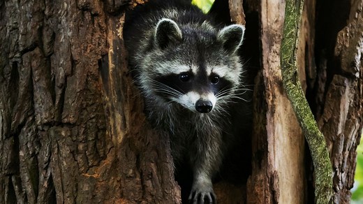 Flauschig, hungrig, bedrohlich – diese invasiven Arten breiten sich in Deutschland aus