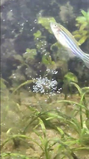 Zebra Fish in My Aquascape | Aquarium Update | DVAquascapes