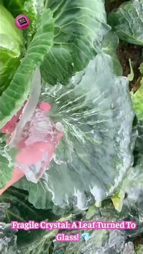 Frozen Leaf SCULPTURES: Extreme Cold Turns Foliage Into Crystal Art! ❄️🍃🤯 #NatureWonder #IceArt #