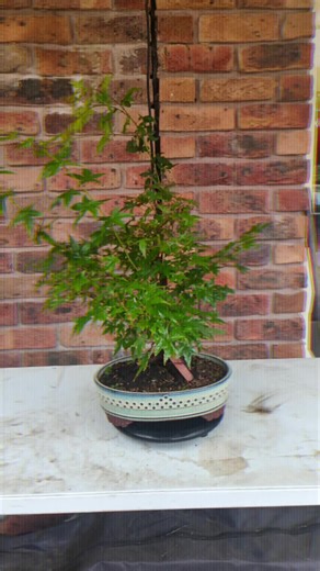 Refining Your Bonsai Maple: Summer Trimming Tips