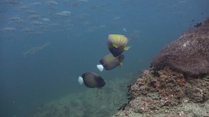 I'll tell you a little secret. On my first dive, I usually shoot very little. Firstly, the sun hasn't risen enough yet, and I am just observing the behavior of the fish and deciding where I'll spend the second dive and where I'll take the main shots for the daily news. Today, everything went according to plan, except on the second dive, the camera showed a black screen and, apart from the shot with the shrimp, nothing else was captured. Nothing bad happened (I hope). After the dive, I removed an