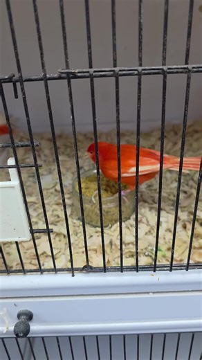 Canary Breeding: Egg Food and Conditioning Seeds Tips