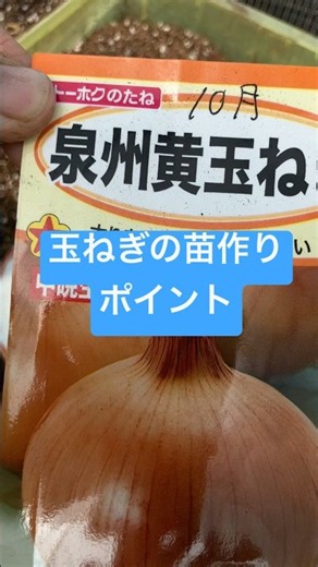 玉ねぎの苗作りの為の種まき #家庭菜園 #玉ねぎの種まき#玉ねぎ栽培 #農業初心者