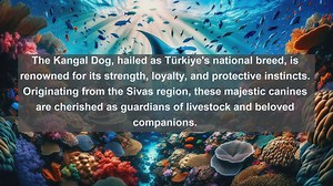 Turkey’s Top 10 Favorite Pets: Discover the Beloved Companions of Turkey