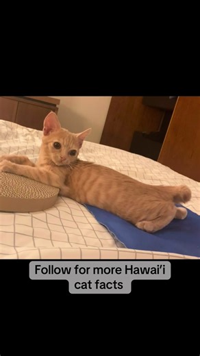Crouton is thinking of her friends experiencing winter storms right now but she has no idea what that is like. If it’s cold where you are now please teach Crouton about what it’s like to live somewhere cold, and if you want she will teach you more about being a cat in Hawaii. #dwarfcat #hawaii #catsoftiktok #funnycat