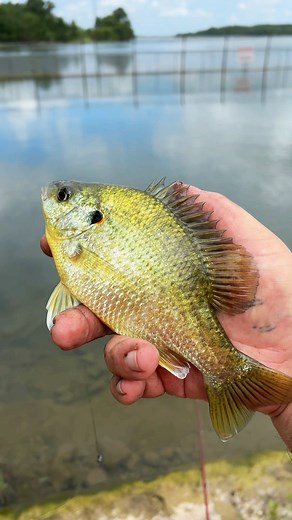 669K views · 14K reactions | Wasting the whole fish (catch clean cook) #cooking #fishing #outdoors #easyrecipe #cheapprice #seafoodlover | Wade Fishez | Facebook