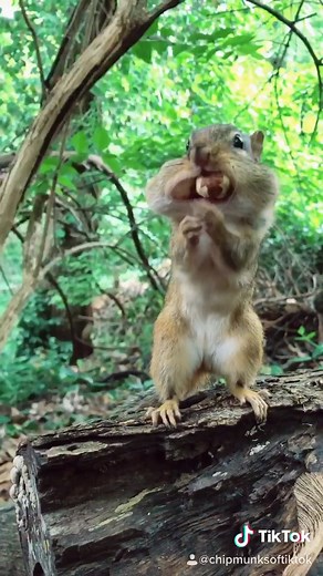 Cute and Funny Chipmunk Moments