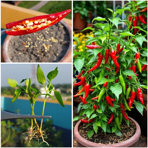2.8K views · 36 reactions | Easy to way grow chili plant from seed || How to grow chili plant seed to harvest | DIY IndoorGarden | Facebook