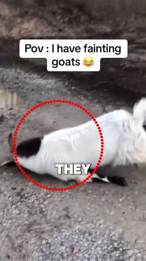Why Do Goats Fall Over?