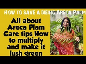 All about Areca Palm How to save a dying Areca Palm