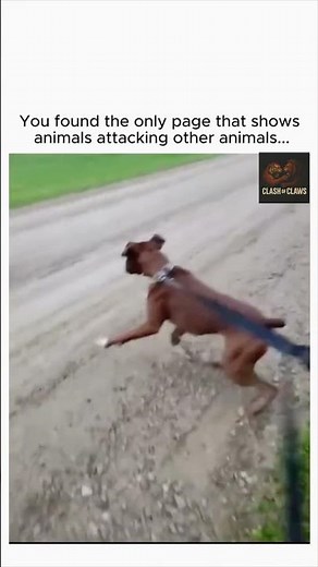 Donkey smiling on Dog | ANIMALS ATTACKING ANIMALS | #animals