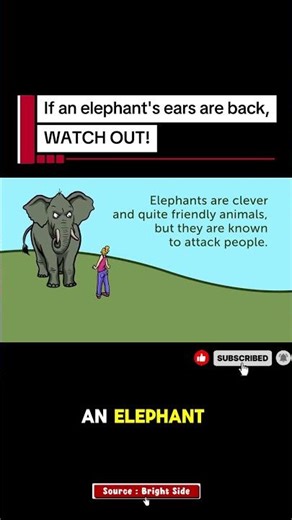 Elephant Warning Signs: How to Read Their Body Language to Stay Safe!
