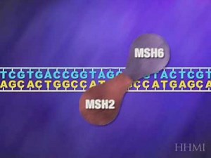Mismatch repair gene