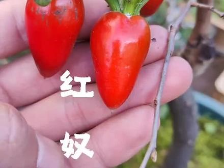 老鸦柿品种——红奴，血红长三角果，此品种不授粉果子更好看